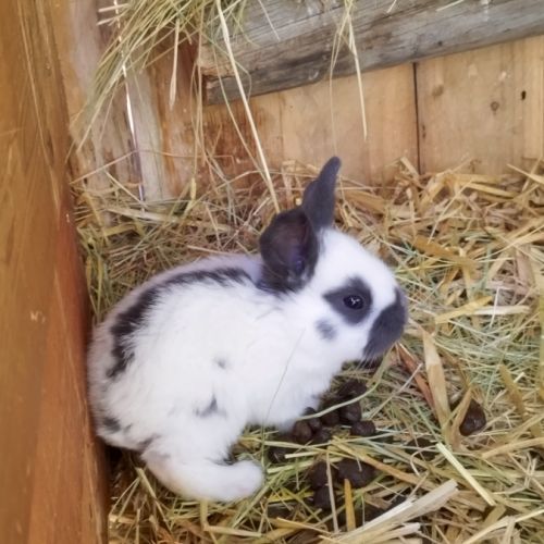 Lapereaux géants papillon français #1