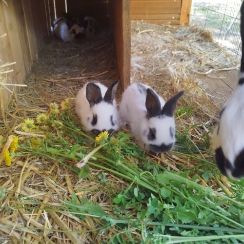 Lapereaux géants papillon français #2