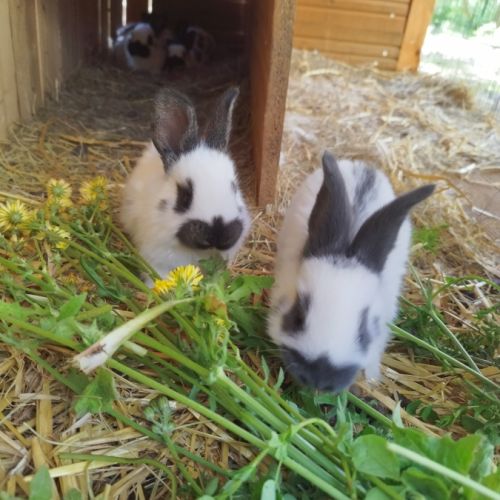 Lapereaux géants papillon français #3