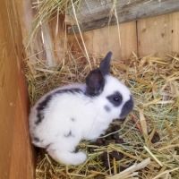 Lapereaux géants papillon français #1