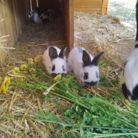 Lapereaux géants papillon français #2