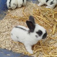 Lapereaux géants papillon français