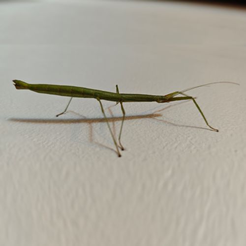 Phasmes bâton à donner