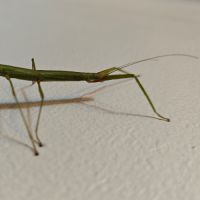 Phasmes bâton à donner #1