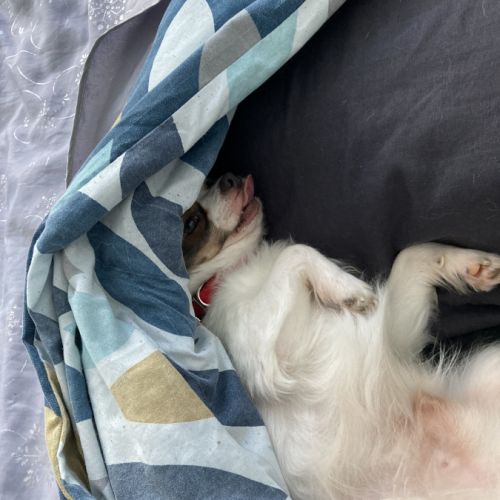 Chien chihuahua poils longs #2