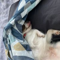 Chien chihuahua poils longs #2