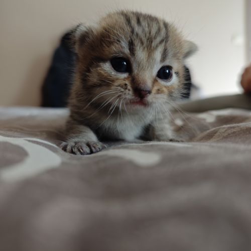 Chatons highlander (highland lynx) avec pédigrée #2