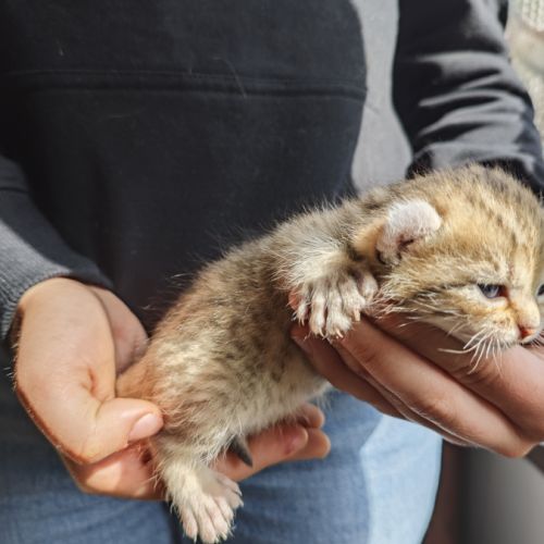 Chatons highlander (highland lynx) avec pédigrée #4