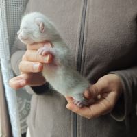 Chatons highlander (highland lynx) avec pédigrée #1