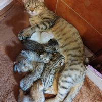 Chatons highlander (highland lynx) avec pédigrée #5