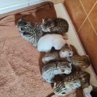 Chatons highlander (highland lynx) avec pédigrée #6