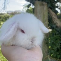 Lapin mini lop #2