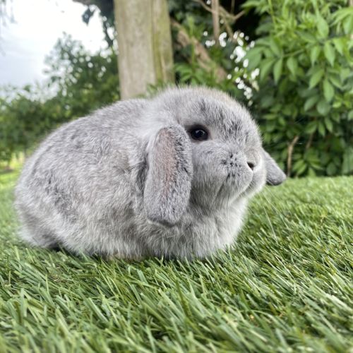 Lapin bélier nain #2