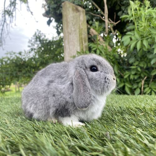 Lapin bélier nain #3