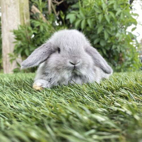 Lapin bélier nain #4