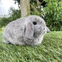 Lapin bélier nain #2