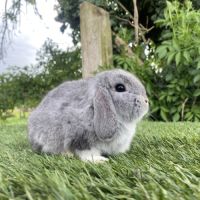 Lapin bélier nain #3