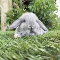 Lapin bélier nain #4