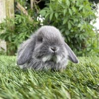 Lapin bélier nain #5