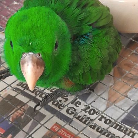 Eclectus male #2