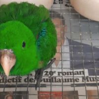 Eclectus male #0