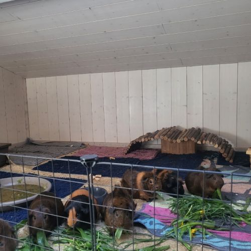 Famille de cochon d'inde (mâles castrés) #1