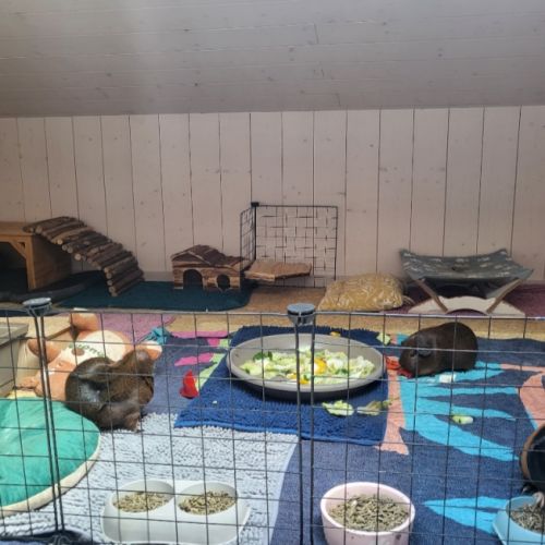 Famille de cochon d'inde (mâles castrés) #3