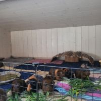 Famille de cochon d'inde (mâles castrés) #1