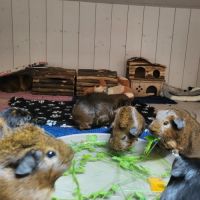 Famille de cochon d'inde (mâles castrés) #0