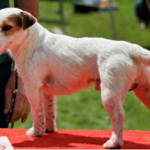 Mâle jack russell pour saillie #1