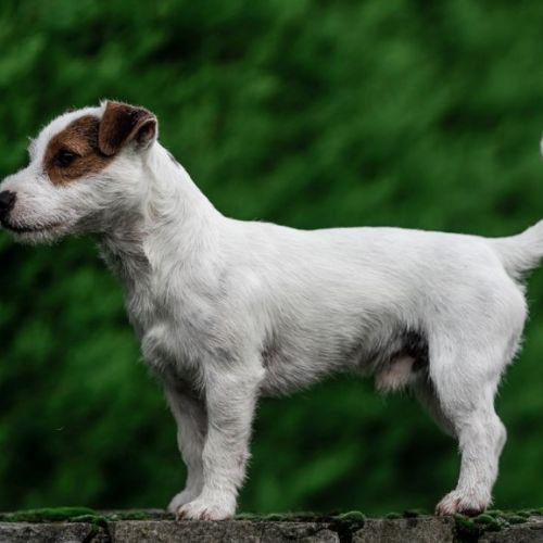 Mâle jack russell pour saillie #3