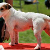 Mâle jack russell pour saillie #1