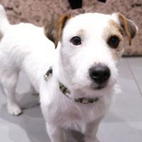 Mâle jack russell pour saillie #0