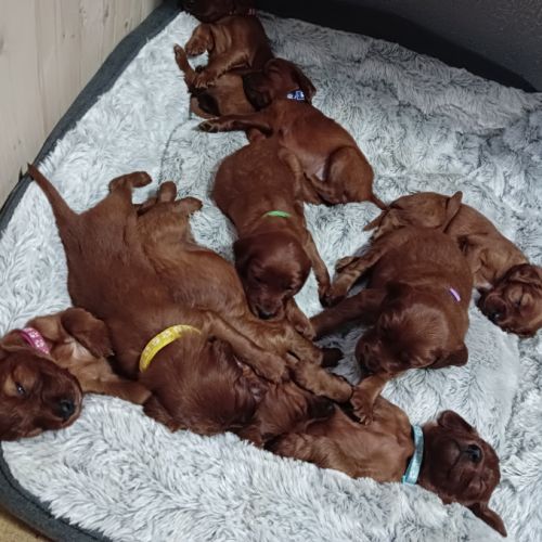 Magnifiques chiots setters irlandais rouges #1