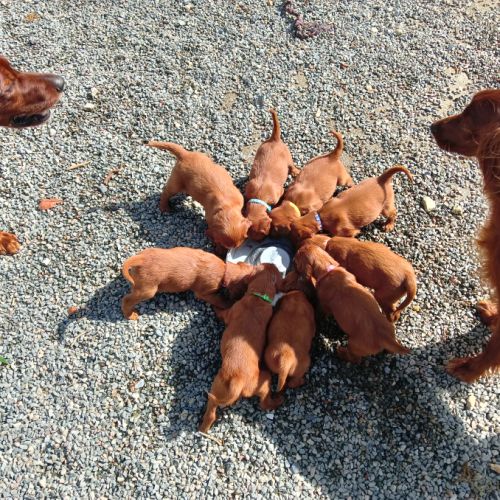Magnifiques chiots setters irlandais rouges #2