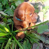 Magnifiques chiots setters irlandais rouges #3