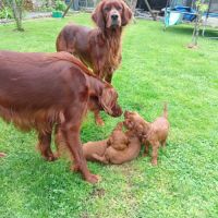 Magnifiques chiots setters irlandais rouges #4