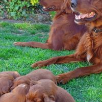 Magnifiques chiots setters irlandais rouges