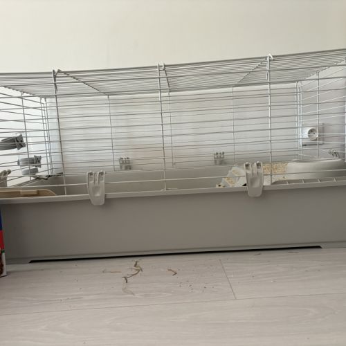 2 cochon d’inde et son nécessaire #3