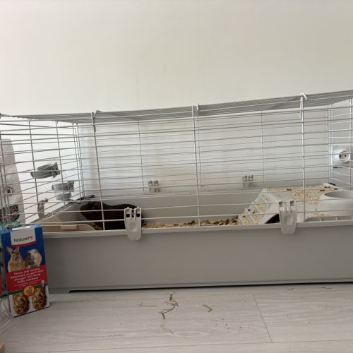 2 cochon d’inde et son nécessaire #4