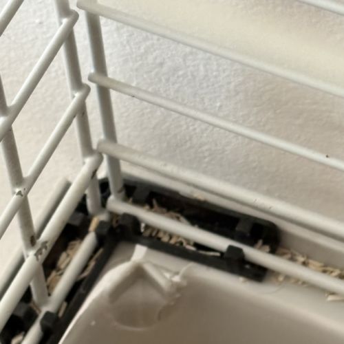 2 cochon d’inde et son nécessaire #5