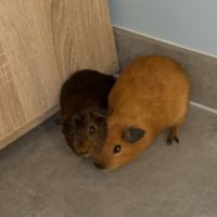 2 cochon d’inde et son nécessaire