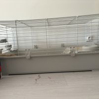 2 cochon d’inde et son nécessaire #3