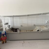 2 cochon d’inde et son nécessaire #4