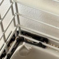 2 cochon d’inde et son nécessaire #5