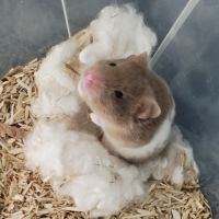 Bébés hamster #2