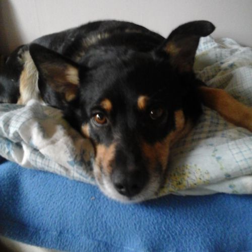 Donne chienne croisée berger australien de 3 ans