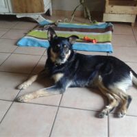 Donne chienne croisée berger australien de 3 ans #1