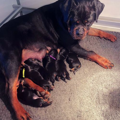 Chiots rottweiler lof à réserver #1