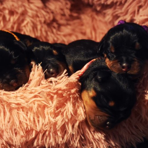 Chiots rottweiler lof à réserver #4